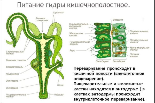 Кракен наркоторговец